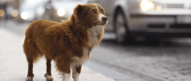 chien abandonné